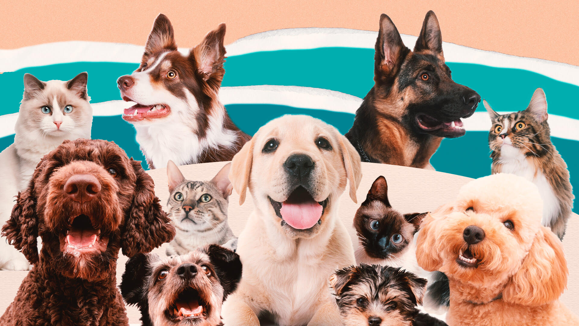Urgencias Veterinarias HURVET Gatos Hurvet Urgencias Veterinaria 24h urgencias-veterinarias-hurvet-gatos-hurvet-urgencias-veterinaria-24h